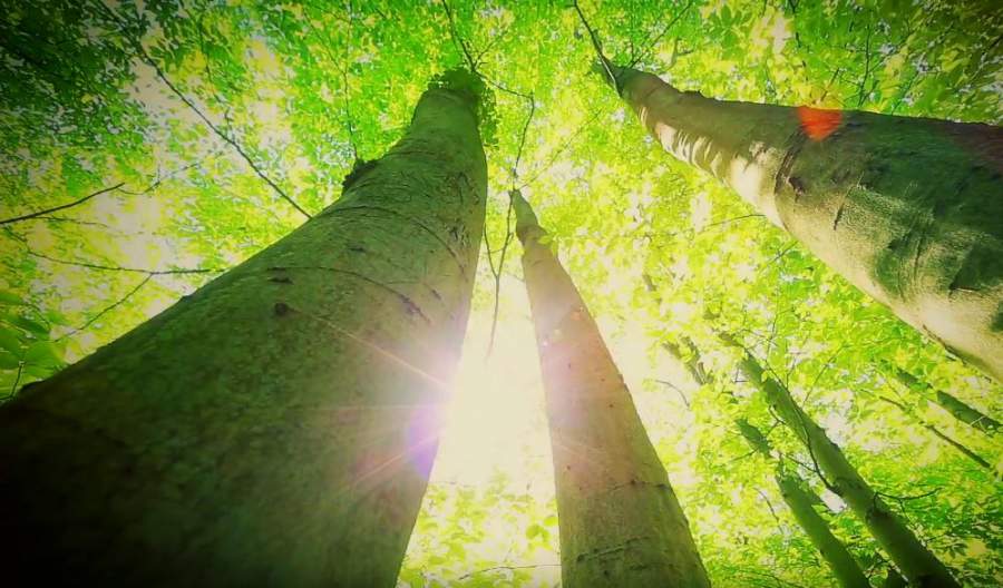 Sonnenstrahlen, Wald, Paulownia-Bäume, TREEME, Geld anlegen, nachhaltige Geldanlage, Nachhaltigkeit