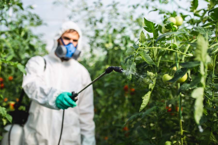 Mann in weißem Schutzanzug sprüht Pflanzschutzmittel auf Tomatenpflanzen, die in einem Treibhaus wachsen.