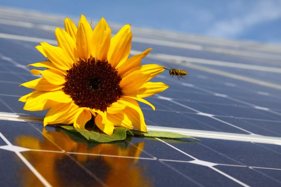 Sonnenblume mit Biene auf Solaranlage