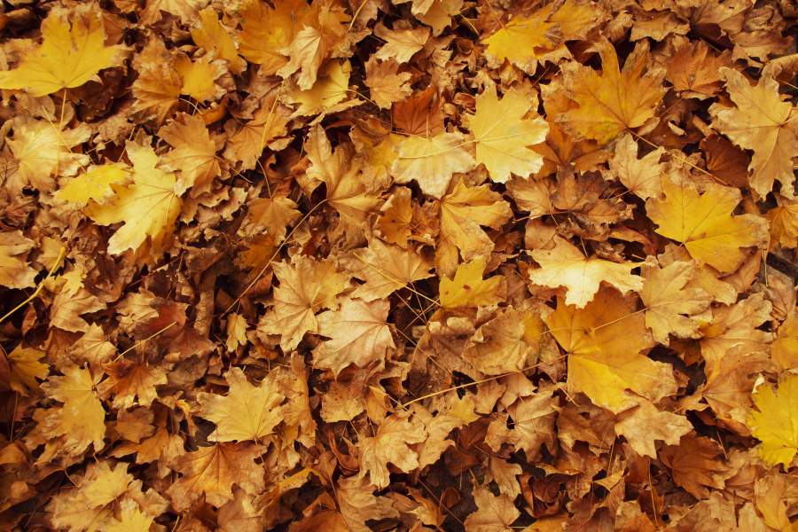 Buntes Herbstlaub liegt auf dem Rasen und bedeckt diesen nahezu vollständig