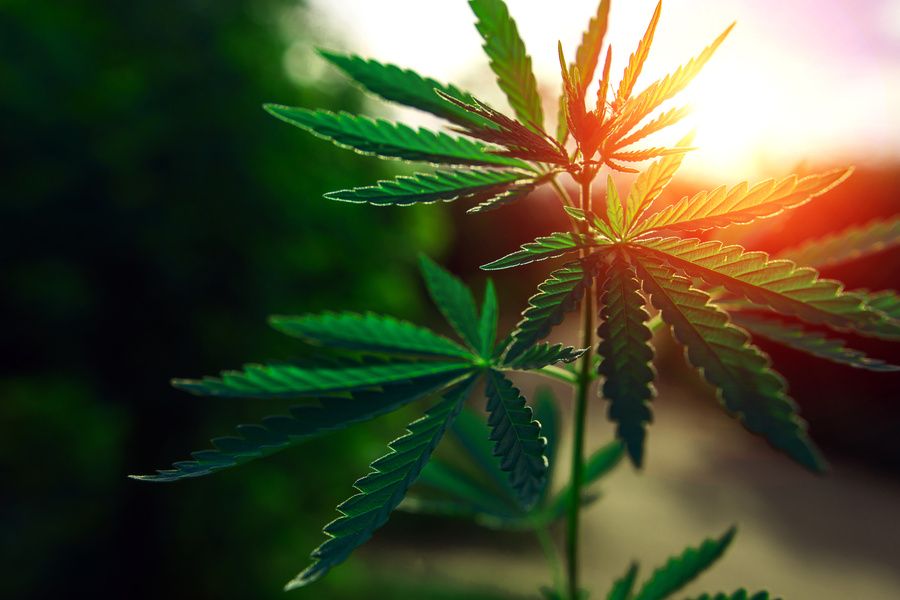 Cannabis-Pflanze - Legalisierung von Cannabis
