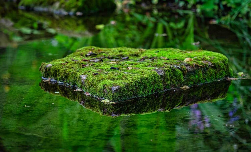 moosbewachsener Stein von Wasser umgeben in einem Bach
