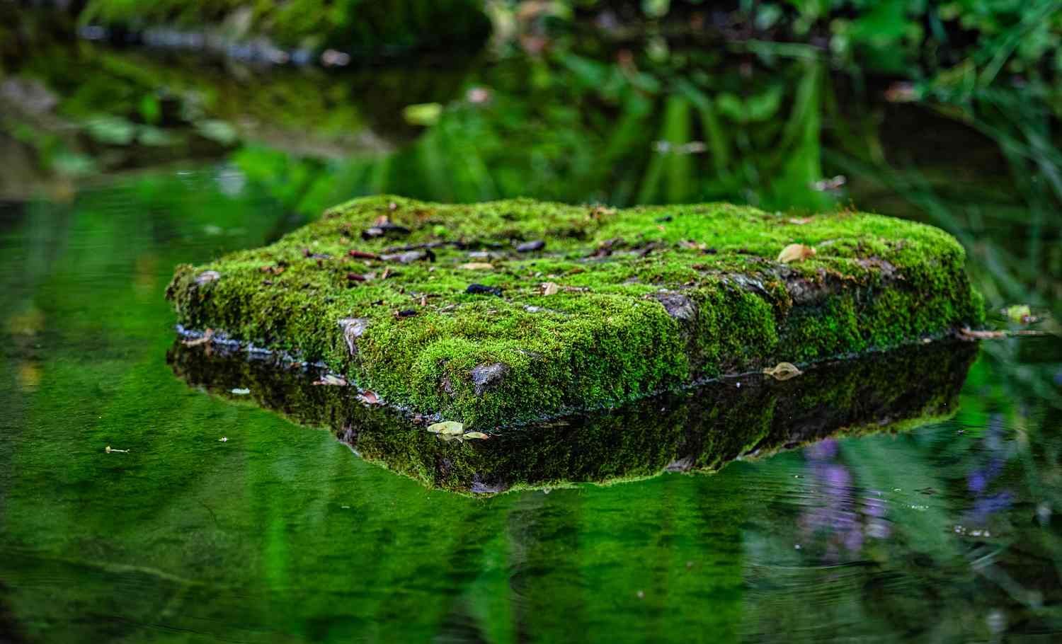 moosbewachsener Stein von Wasser umgeben in einem Bach