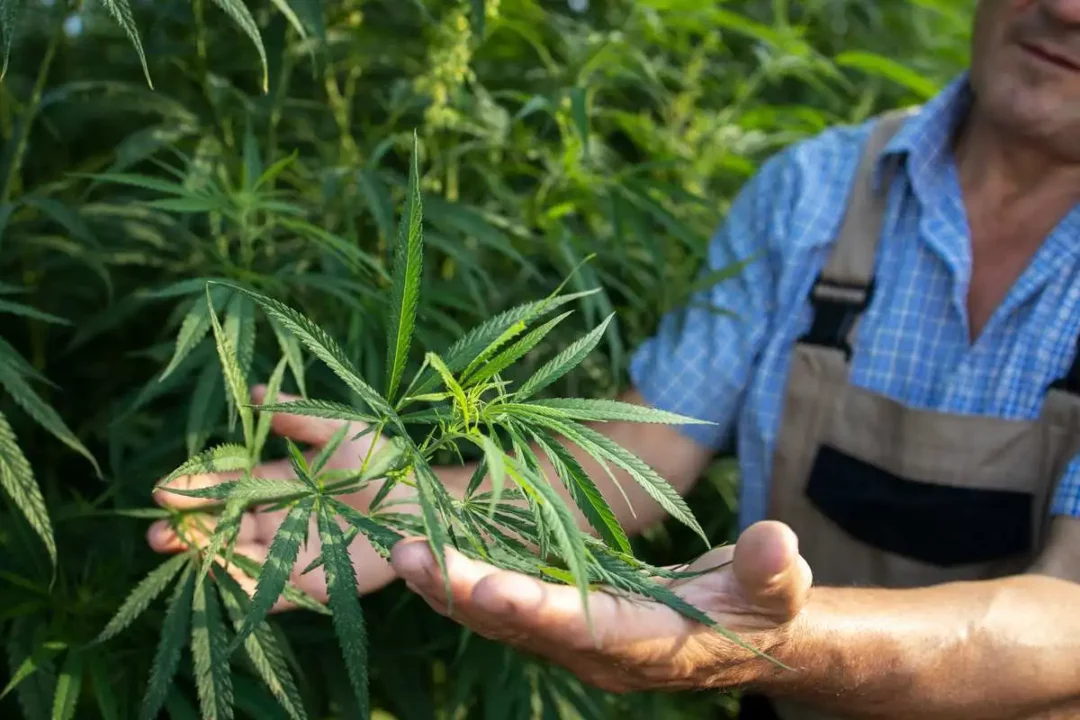 Cannabis-Legalisierung: Ein Cannabis Bauer bei der Arbeit